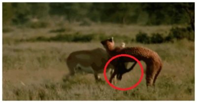 Video: Rơi vào ‘cửa tử’, linh dương phản kháng và kết cục bất ngờ