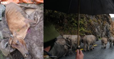 Đã có hàng chục trâu, bò của nông dân bị chết rét