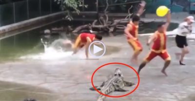 Clip: Cả nhóm thót tim khi biểu diễn cùng cá sấu