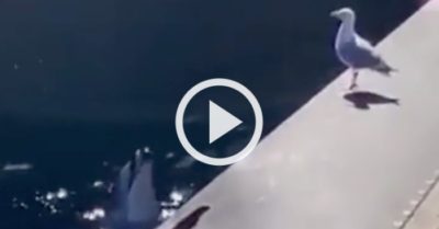 Clip: Cá heo “cà khịa” chim mòng biển