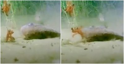 Clip: Chú cá lười biếng nằm rỉa mồi