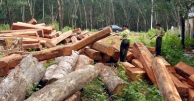 Viện nghiên cứu chiến lược về rừng để mất hơn 2.000 ha rừng