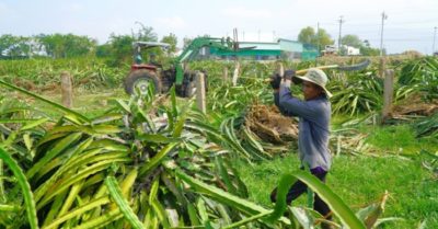 Nông dân tự tay phá hàng nghìn ha thanh long