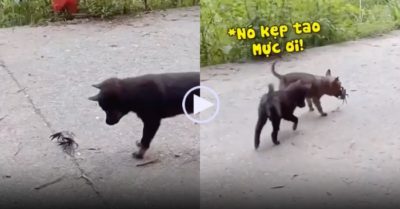 Video: Hai chú cún thay nhau bị cua kẹp