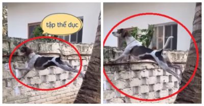 Clip: Chú chó ‘vượt rào’ hóng hớt chuyện hàng xóm