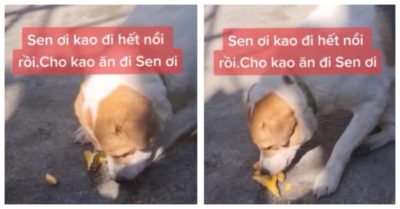 Video: Chú chó thích ăn mít có một không hai