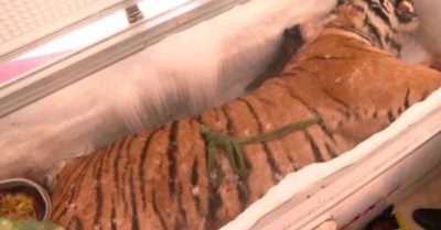 Tin tức tối 26/3: Số nạn nhân vụ lừa đảo xảy ra tại Công ty Alibaba tăng lên; Hổ nặng hơn 200 kg trên ôtô