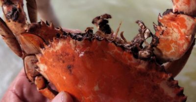 Tìm ra nguyên nhân cua nuôi Cà Mau chết hàng loạt