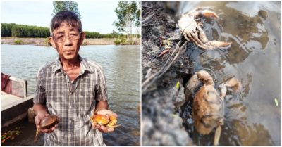 Cua nuôi ở Cà Mau chết hàng loạt, thương lái không dám mua