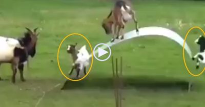 Video: Đàn dê tinh nghịch nhún nhảy như diễn xiếc