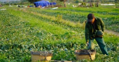 Xuất khẩu thụt lùi, dưa hấu Tây Nguyên lỗ nặng