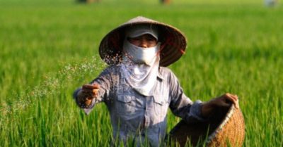 Giá phân bón tăng cao, nông dân nguy cơ lỗ nặng