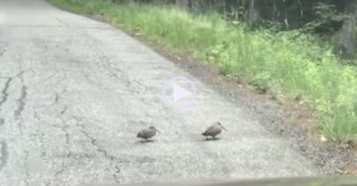 Video: Gia đình chim vừa đi vừa nhún nhảy trên đường