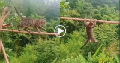 Video: Mèo trượt chân khi đi thăng bằng