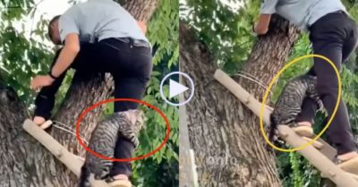 Video: Chú mèo sợ độ cao mắc kẹt trên cây, bám chặt chân người giải cứu