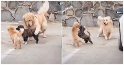 Video: Chó Golden ‘đổ dầu vào lửa’ làm cún con cãi nhau