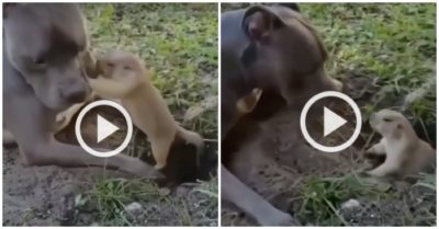 Clip: Chuột chũi cắn má chó cưng vì bị làm phiền