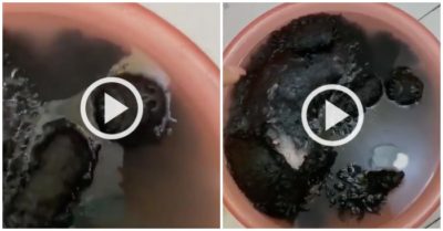 Video: Chó cưng đang tắm thì lăn ra ngủ