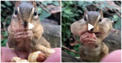 Clip: Chú sóc nhỏ miệng rộng ham ăn