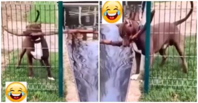 Video: ‘Nín thở’ khoảnh khắc chú chó mang khúc cây dài qua khe hẹp