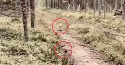 Clip: Thỏ hoang “biến hình” qua mặt chó săn