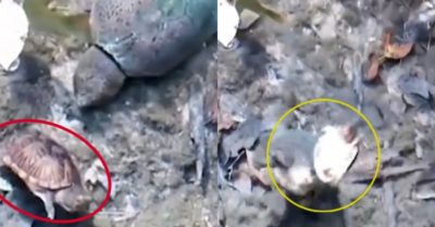 Video: Rùa phóng như tên lửa khi bị ba ba tấn công