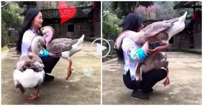 Video: Chú ngỗng tìm mọi cách để được cô chủ ôm giống bạn