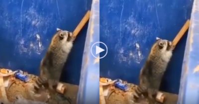 Video: Gấu mèo ‘vượt ngục’ bằng tấm gỗ điêu luyện