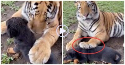 Video: Cún con được hổ vuốt ve
