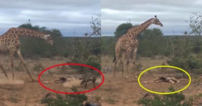 Video: Cảm động hươu cao cổ mẹ quyết bảo vệ xác con khỏi đàn linh cẩu