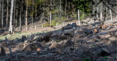 Bạn có phát hiện chú hươu ngụy trang hoàn hảo trong bức ảnh này?