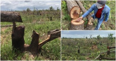 Đắk Lắk: Gần 400ha rừng bị thảm sát