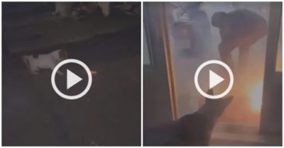 Video: Cún con ‘nhanh nhảu’ tha pháo vào trong nhà đón Tết