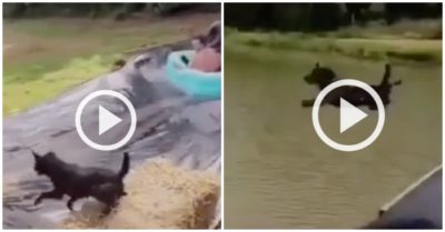 Video: Chó bị hất bay xuống nước vì cản đường