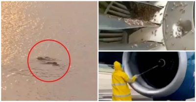 Tin tức sáng 17/4: Thực hư thông tin ‘cá sấu xuất hiện ở Hồ Tây’; Đàn ong bu kín động cơ máy bay từ Phú Quốc đi Hà Nội