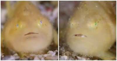 Video: Chú cá Frogfish đớp mồi nhanh như chớp