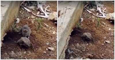 Video: Chuột bế cóc ra ngoài để chiếm hang