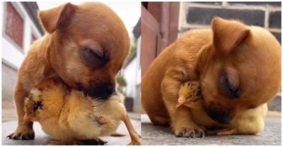 Video dễ thương: Chó ngủ gật sắp ngã, gà con xông ra đỡ cho bạn thân dựa vào