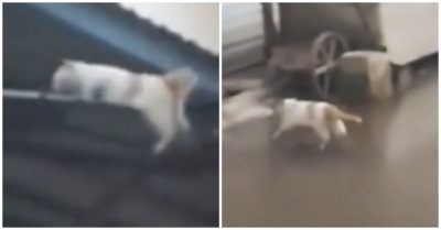 Video: Cú trượt chân tai hại trong khoảnh khắc mộng mơ