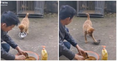 Video: Chó cưng mang bát nhờ cậu chủ rửa giúp