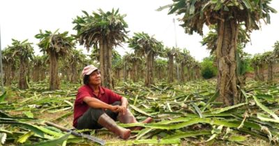 Nhà vườn vừa chặt bỏ, thanh long, ớt đồng loạt lên giá