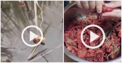 Clip: Câu cả rổ tôm hùm trên đất Nhật