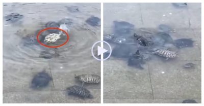 Video: Đàn rùa hợp sức giải cứu bạn lật ngửa