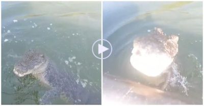 Video: Khoảnh khắc cá sấu phóng thẳng lên ca nô tấn công người