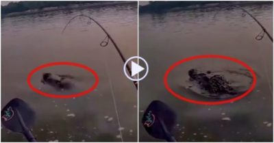 Clip: Cần thủ bối rối khi câu được cá sấu