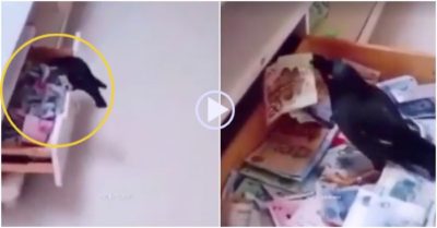 Clip: Chủ nhà ‘bất lực’ khi chim tha tiền về làm tổ