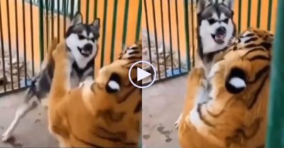 Video: Chó Husky lao tới dọa nạt chúa sơn lâm