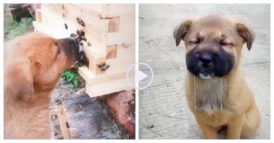 Video: Cún con ăn mật bị ong đốt sưng mặt