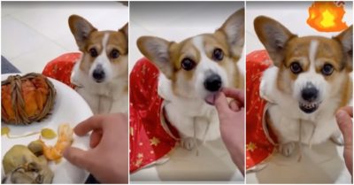 Clip: Chú chó đổ quạu vì chủ cho ăn không khí