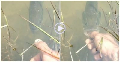 Video: Thanh niên dùng ngón tay làm mồi bắt cá